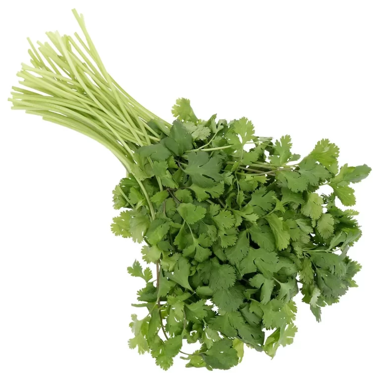 cilantro