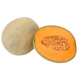 Cantaloupe